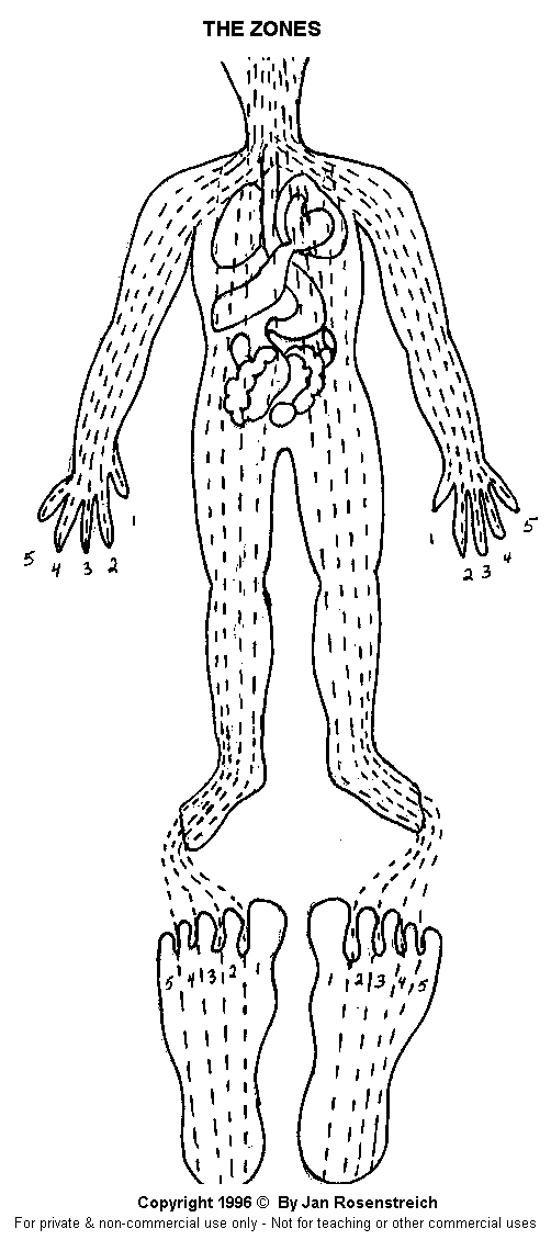 Reflexology Zones